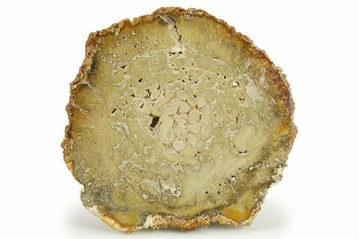 Petrified Tree Fern (Tietea) Round - Brazil #281921